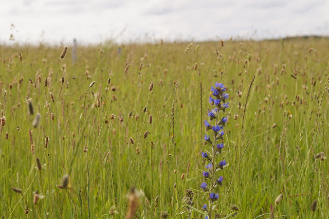 wildflowers in Norfolk in spring