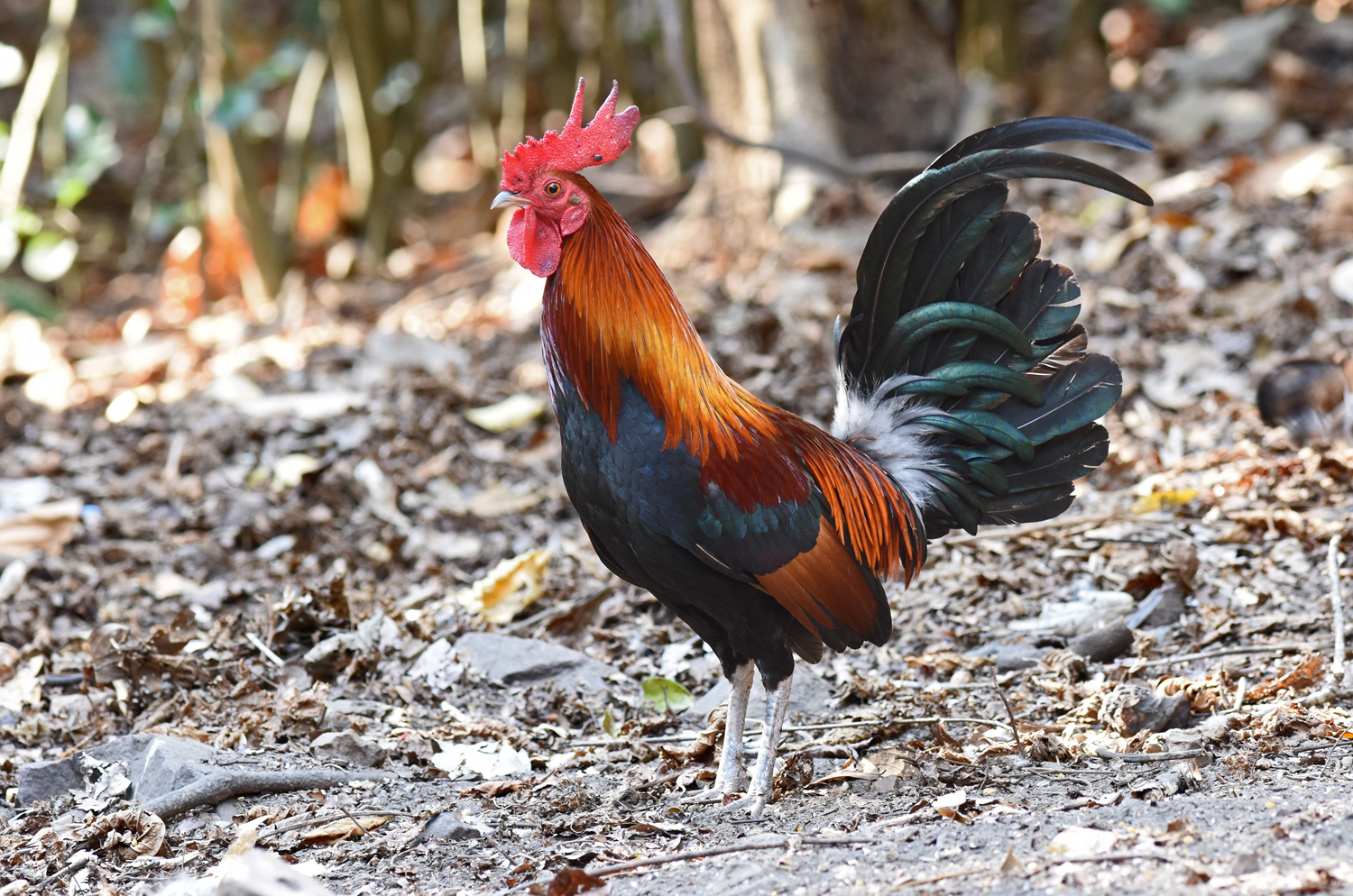 Red Junglefowl