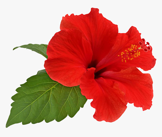 Hibiscus flower with two leaves