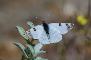 mariposa-blanca-verdirrayada-euchloe-belemia-