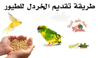 طريقة تقديم بذور الخردل للطيور