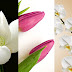 Wallpapers Flowers for iPhone p20