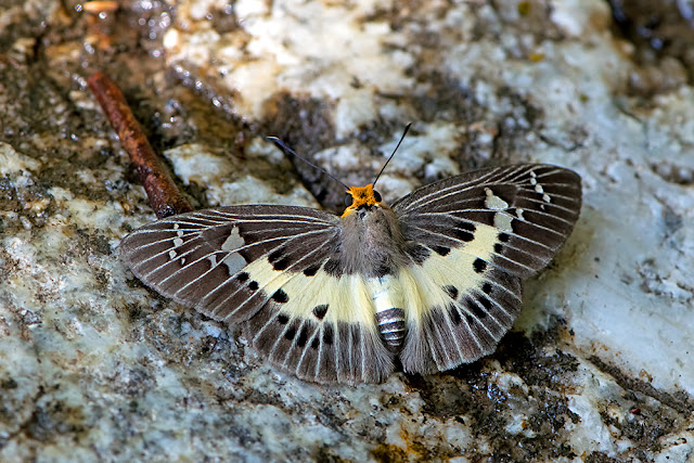 Gerosis bhagava the Common White Flat butterfly