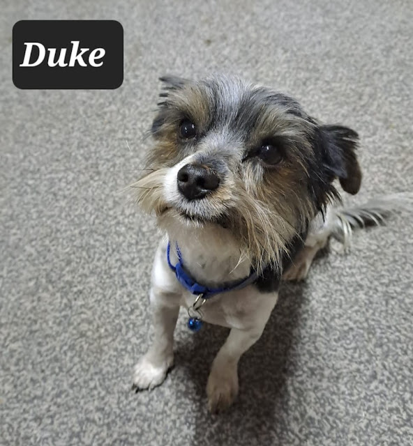 12 month old Yorkshire Terrier Male