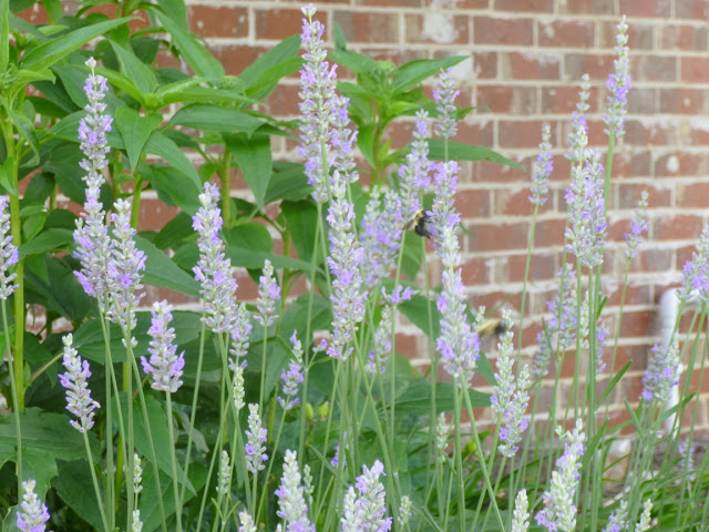 Bumblebee (Bombus species) on English lavender