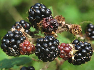 bramble fruit images
