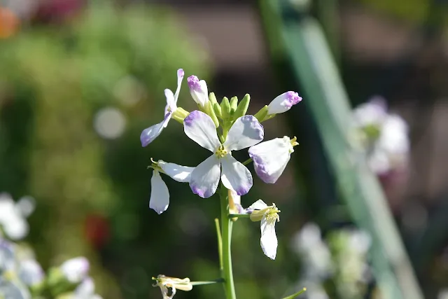 花びらの先端が紫色に染まった白い大根の花