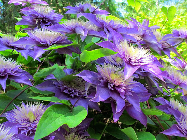 How to take cuttings from clematis