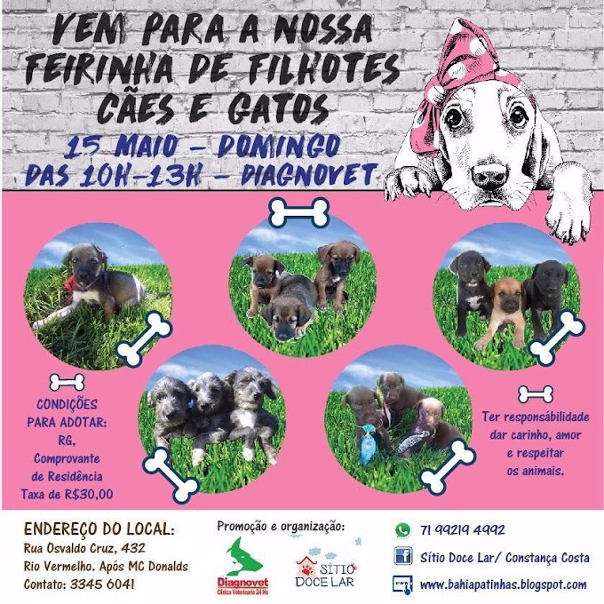 Nesse domingo tem feirinha de filhotes de cães e gatos no Rio Vermelho