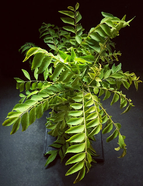 HEALTH BENEFITS OF CURRY LEAVES