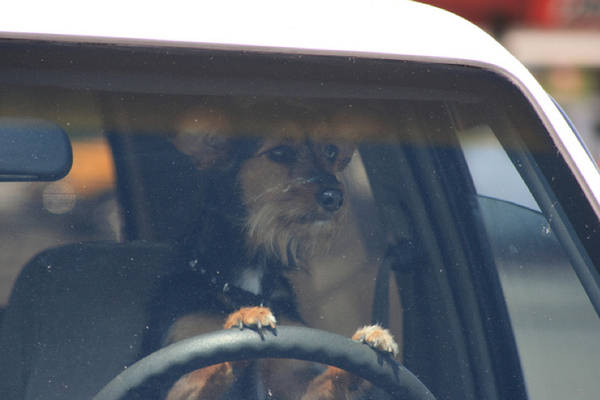 funny dogs, funny dog pictures, dog driving car, dog pictures, awesome dog drives car, cool dogs drive cars