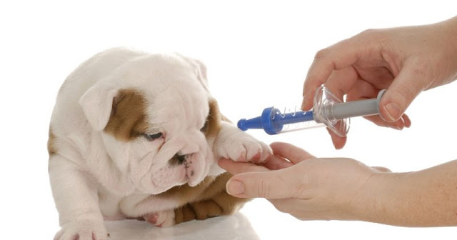 Pet Allergy - Diagnosis and Medications