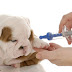 Pet Allergy - Diagnosis and Medications