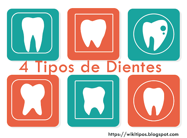 Tipos de dientes