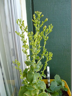 Nevada Lettuce flowerstalk