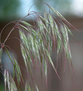 cheat grass seeds can cause ear infections in dogs and cats