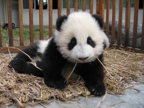 baby panda