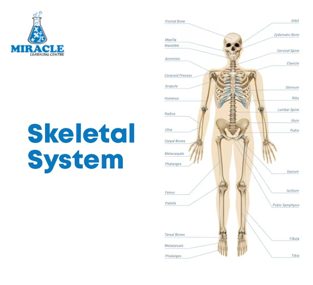 Skeletal System