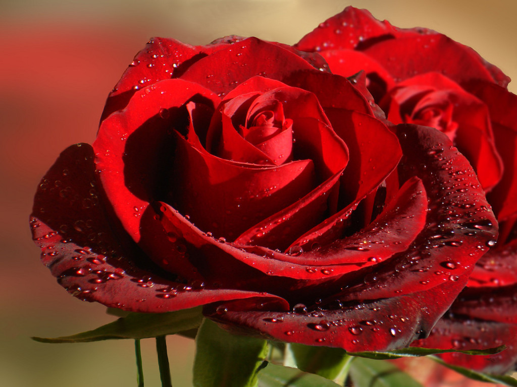 https://blogger.googleusercontent.com/img/b/R29vZ2xl/AVvXsEg6VbL4IMiXDm0UQ-QPajVWiMB_aReLdillOjAlFfghbJIYWQx0aQSm4ZSxrFuWeatXrAPvtGRFDtJChk0M6kGFqaSpuy6U4HmfXlV3lURD73WMKety8u314V23ra3Tw5LBgo0Fw80Y4o4X/s1600/Incredible+Red+Roses.jpg