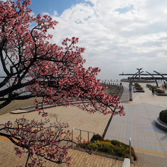 熱海　海岸　　親水公園　あたみ桜