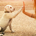 Six Reasons You Should Train Your Dog by Yourself
