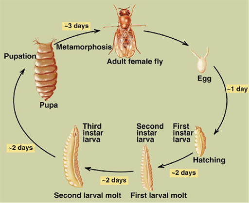 Los insectos holometábolos poseen cuatro etapas, huevo, larva, pupa y adulto, con subetapas o instares en la etapa de larva para que esta pueda crecer.