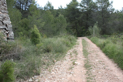 ARBRES SINGULARS A L'ALBÀ-AIGUAMÚRCIA-ALT CAMP, Camí del Pla de Manlleu a Aiguamúrcia