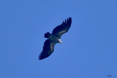 Eurasian Griffon  - Juvenile