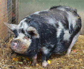 Tattershall Farm Park - A review - pig