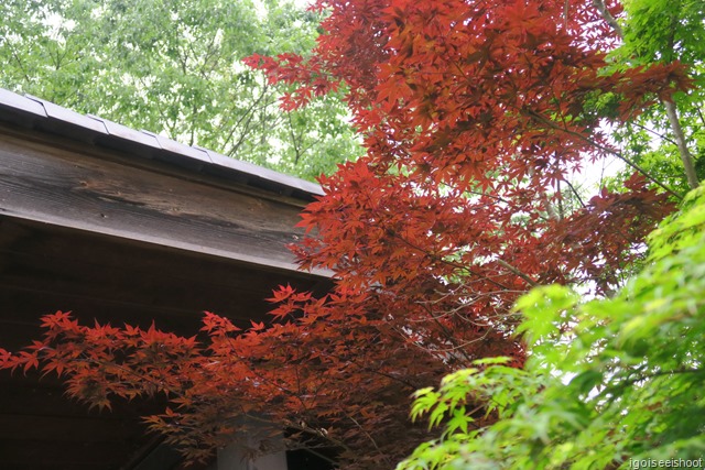 Outside Magome along the Nakasendo Trail