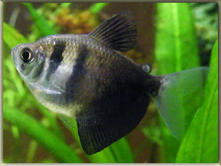 Black Tetra Fish Pictures
