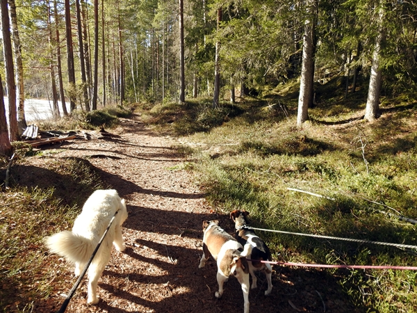 Kvistmyråsen holleia fjelltoppjakten
