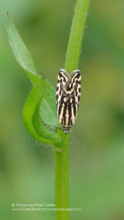 Acontia (Emmelia) trabealis DSC85941