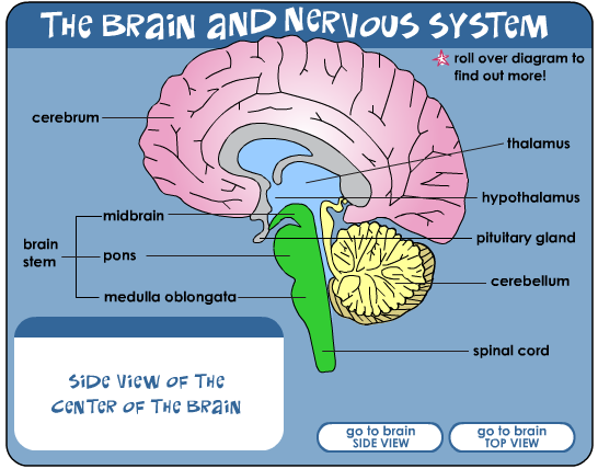  Brain Parts