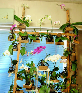 ユーチャンの部屋 4月の胡蝶蘭の開花状況