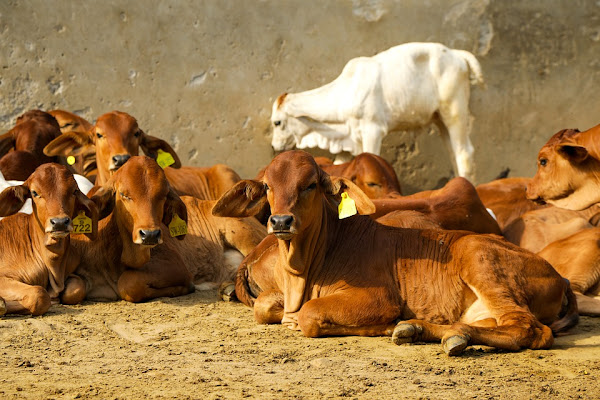 sahiwal cow, sahiwal cattle, sahiwal cow pictures, sahiwal cattle farming, sahiwal characteristics, sahiwal cattle uses, sahiwal milk production, sahiwal cow milk per day