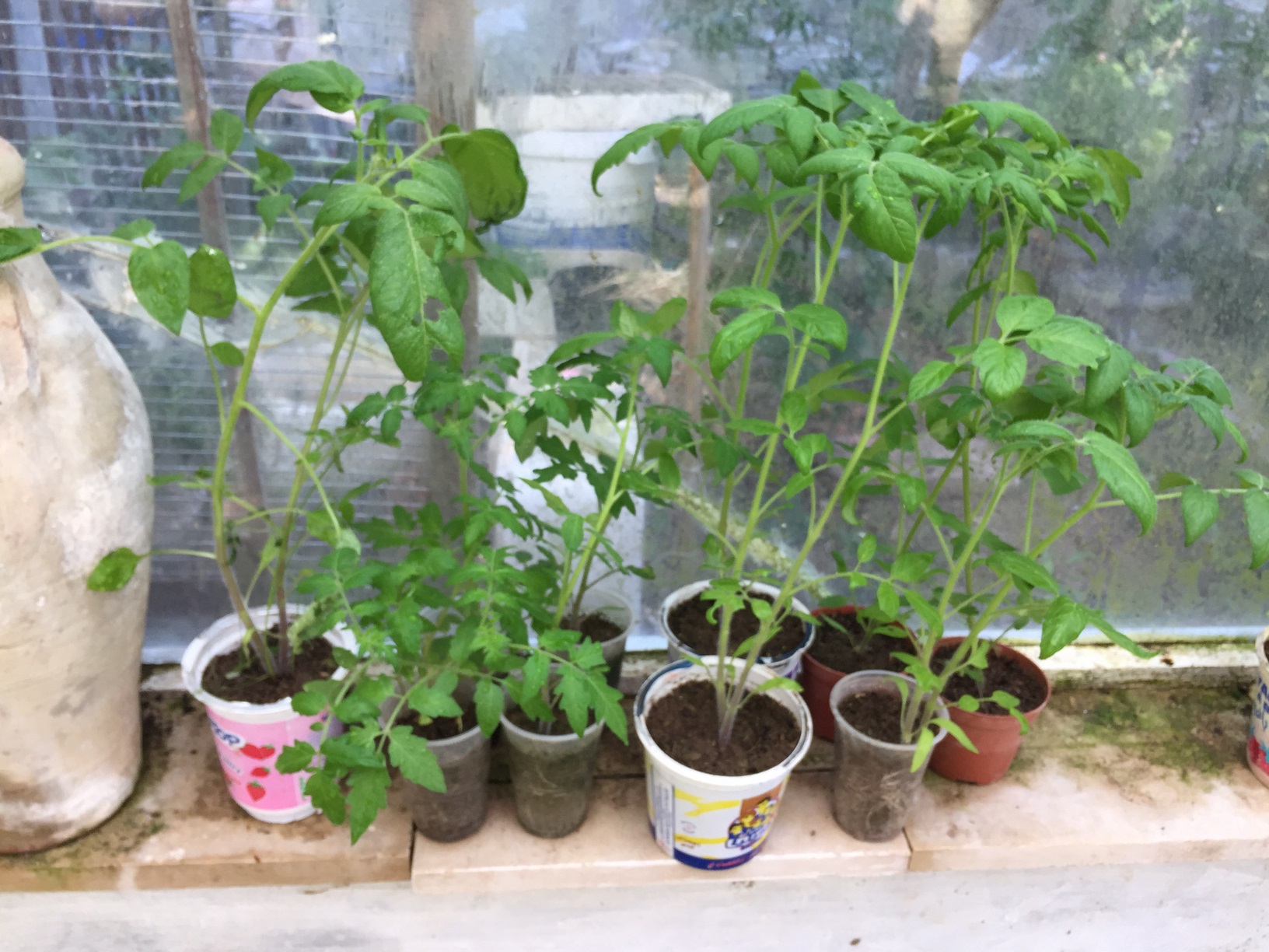 About 7-10 days before planting your tomatoes seedlings outdoors,help acclimate them to temperatures, sunlight, and wind. This is the process of hardening off, or gradually acclimating you tomato seedlings to outdoor conditions.