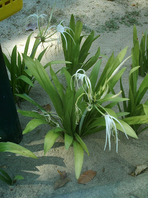 Dedaun Alam Spider Lily Bakung