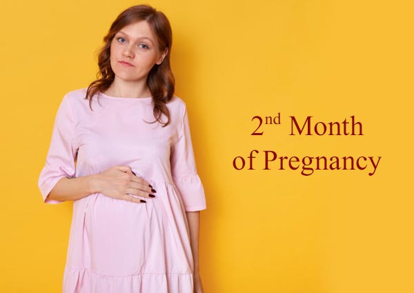2nd Month of Pregnancy