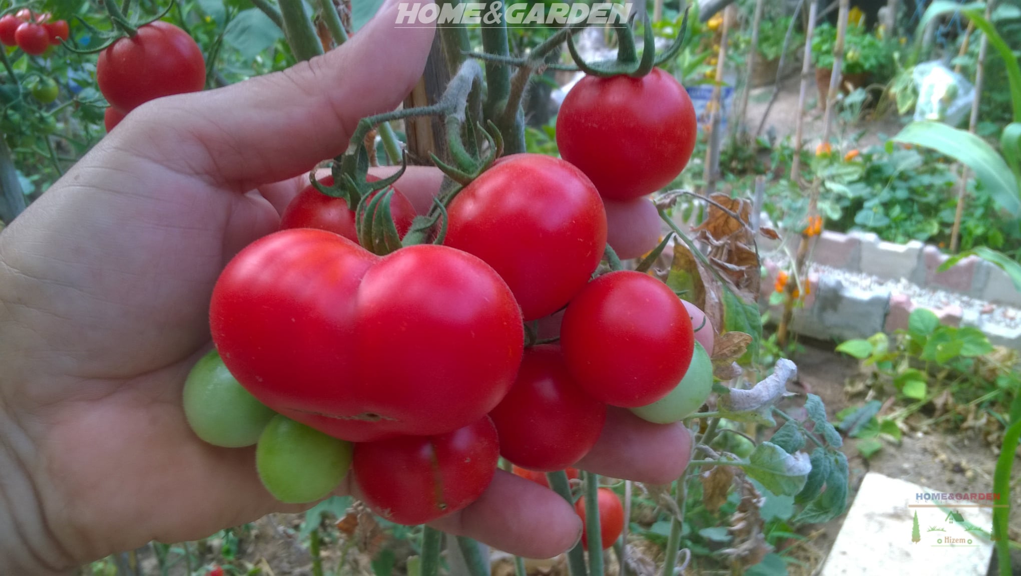 In order to grow a really, great tomato plant without deficiencies or diseases, and harvest great tasting organic tomatoes is to choose the best varieties, start the plants off right, and control problems before they happen!