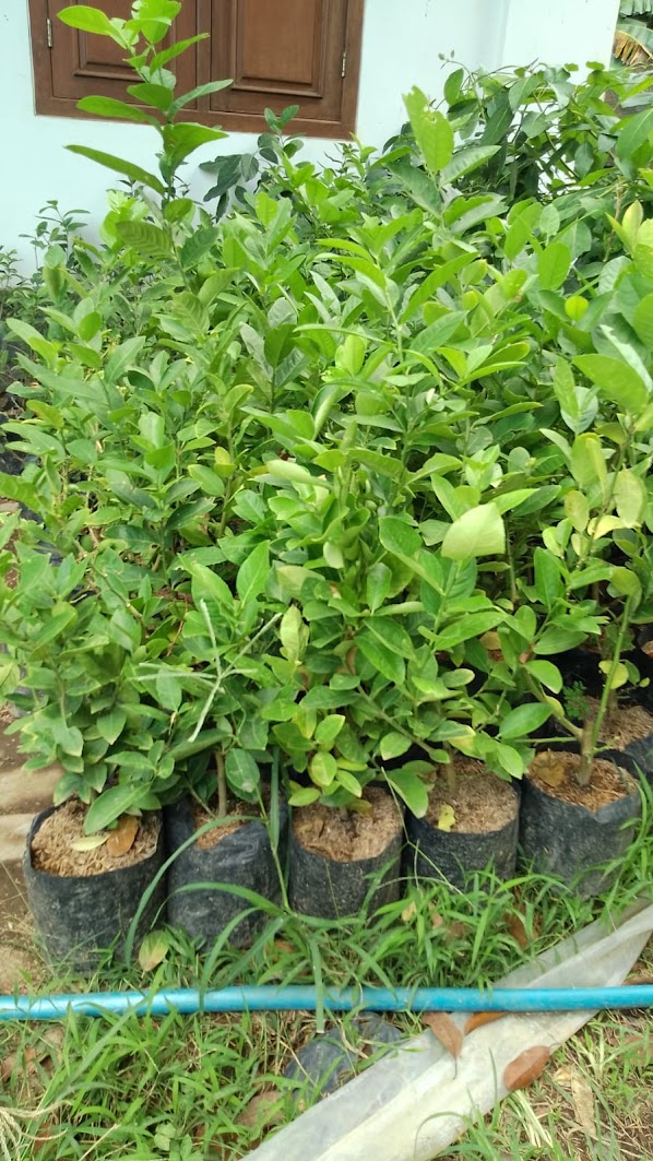 tanaman jeruk lemon bibit impor buah istimewa Medan Deli
