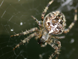 spider close up (21)