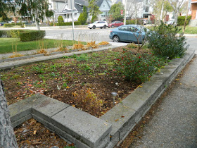 Toronto Bedford Park Fall Cleanup After by Paul Jung Gardening Services Inc.--a Toronto Organic Gardener