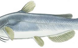 White Catfish (Ameiurus catus)