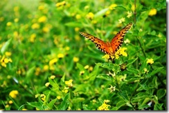 IMG_5333 copy