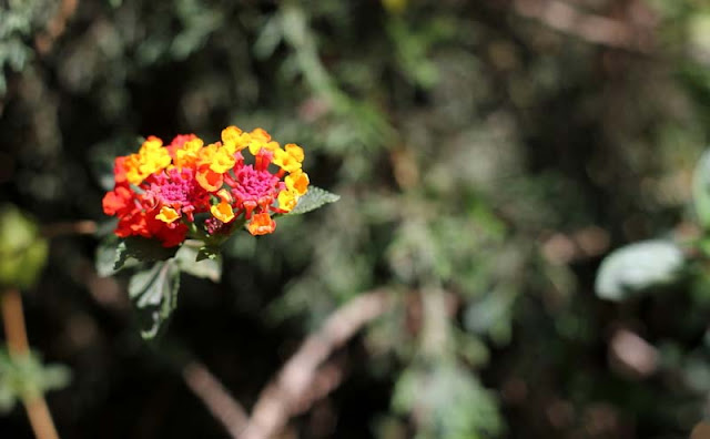 Lantana Flowers Pictures