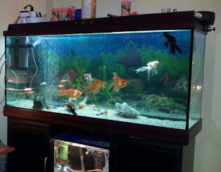 rainbow shark tank size