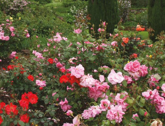 Roses, beautiful Roses, Beautiful Flowers, garden