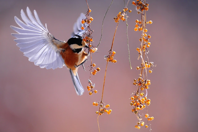 Beauty Birds Wallpapers