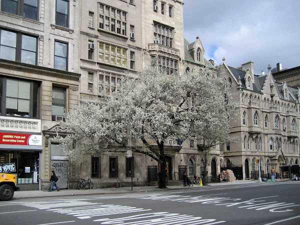 Dressed for Spring - A fuzzy cloud of a tree buzzing against the handsome 4th Ave. side of the Grace Church complex near 11th St.